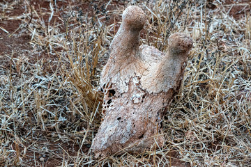 giraffe skull in kruger park south africa