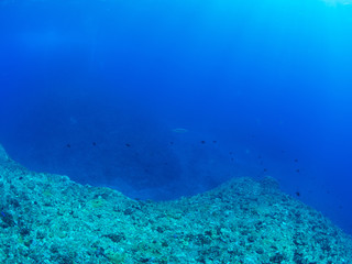 沖縄_慶良間諸島_スキューバダイビング