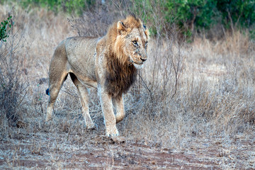 wounded male lion in kruger park south africa