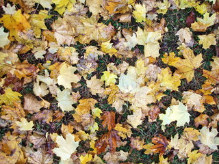 Ahornblaetter Herbstlaub im Regen auf dem Boden auf der Wiese im Gras