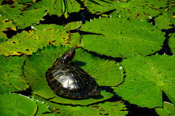 Kleine Schildkröte auf Seerosen Blätter schwimmend im Zoo Punta Verde in Lignano (Italien)