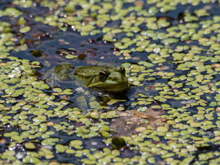 Grenouille verte se cachant dans une mare de lentilles d'eau