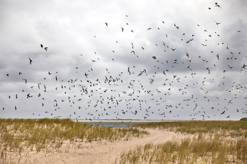 hundred birds in the air on. abeach
