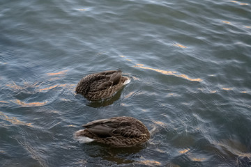 Two ducks dive into the water in the river