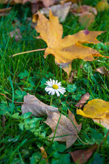 Little ox-eye daisy, oxeye daisy or dog daisy, in the green grass in autumn with yellow leaves, vertical