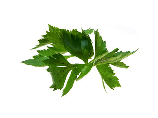 parsley isolated on a white background