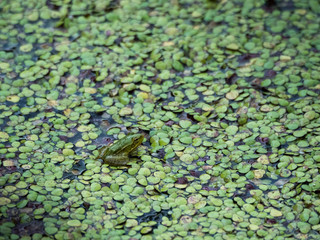 Bébé grenouille verte à la surface d'une mare