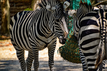 Fototapeta na wymiar Zebras beim essen im Zoo Punta Verde in Lignano (Italien) / Naturpark / Zoo in Italien / Naturschutz