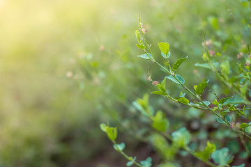 Fototapeta na wymiar Blurred of natural green leaves background/
