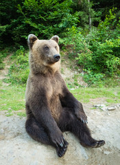 Obraz premium A bear sits on earth in a forest.