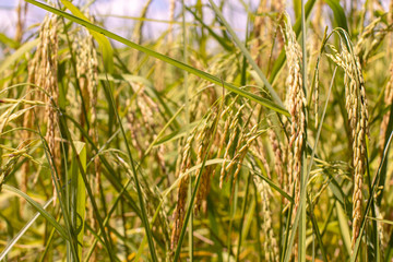 Golden ears of rice in the field Waiting for harvest with blue sky in background
