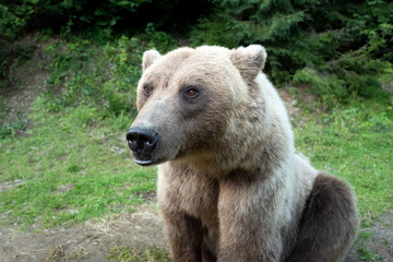 Obraz premium A bear sits on earth in a forest.