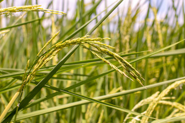 Golden ears of rice in the field Waiting for harvest with blue sky in background