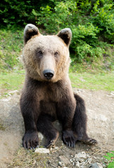 Fototapeta na wymiar A bear sits on earth in a forest.