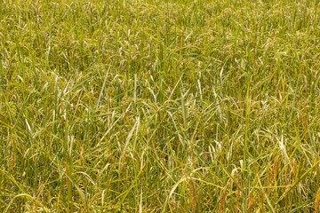 Golden ears of rice in the field Waiting for harvest with blue sky in background