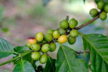 fresh coffee bean in the garden