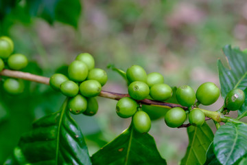fresh coffee bean in the garden