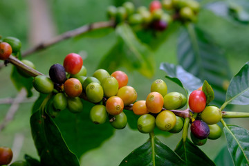 fresh coffee bean in the garden