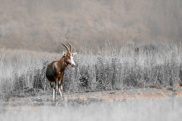 Blesbuck male in green savannah in Mlilwane wildlife sanctuary , Swaziland ; specie Damaliscus pygargus phillipsi family of bovidae
