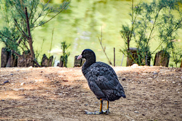 Vogel schwarz mit See im Hintergrund. Zoo Punta Verde in Lignano (Italien) / Tierpark / Zoo Vogel / Vögel