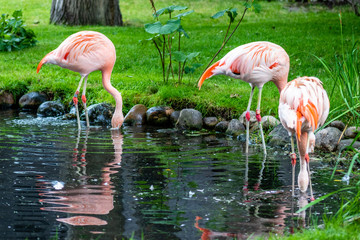 American flamingo wading in a pond. Calgary Zoo, Calgary, Alberta, Canada