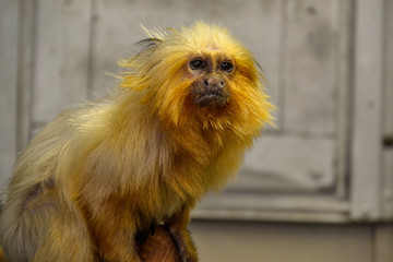 Das Goldene Löwenäffchen, auch Goldgelbes Löwenäffchen genannt, ist eine Primatenart aus der...
