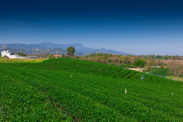 Fototapeta na wymiar Choui Fong Tea Estate in Chiang Rai province of Northern Thailand.