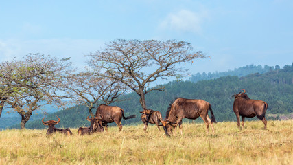 Fototapeta na wymiar Blue wildebeest in Mlilwane wildlife sanctuary, Swaziland