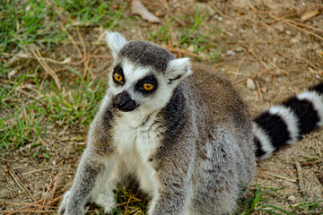 Lemuren / Affen / Äffchen im Zoo Punta Verde Lignano (Italien) / Madagaskar / Lemuren / lemur / Naturschutz / Artenschutz / Tierschutz