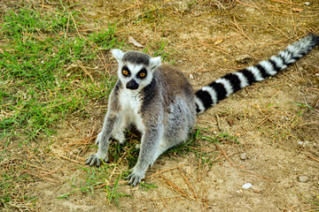 Lemuren / Affen / Äffchen im Zoo Punta Verde Lignano (Italien) / Madagaskar / Lemuren / lemur / Naturschutz / Artenschutz / Tierschutz