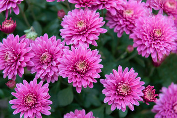 Obraz premium pink chrysanthemum bush in the garden