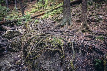 Tree roots on the Sucha Bela hiking trail in park called Slovak Paradise, Slovakia