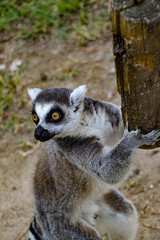 Lemuren / Affen / Äffchen im Zoo Punta Verde Lignano (Italien) / Madagaskar / Lemuren / lemur / Naturschutz / Artenschutz / Tierschutz