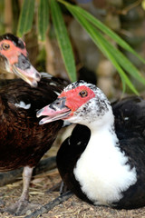 Beautiful Mandarin ducks