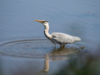 Héron cendré (Ardea cinerea) dans l'eau qui pêche.