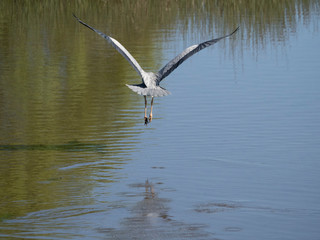 Héron cendré (Ardea cinerea) en vol de dos au dessus de l'eau
