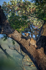 Leopard in Kruger National park, South Africa