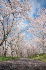 Obraz premium 桜の花舞い散る桜並木
