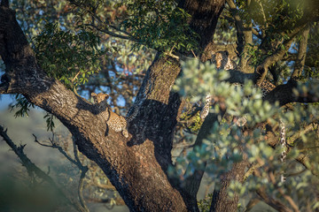 Leopard in Kruger National park, South Africa