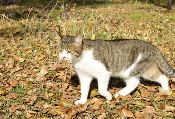Naklejka na ściany i meble A nice well-groomed white-gray cat walks through the autumn park.