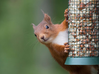 Ecureuil roux (Sciurus vulgaris) accroché à une mangeoire remplie de cacahuètes. Portrait