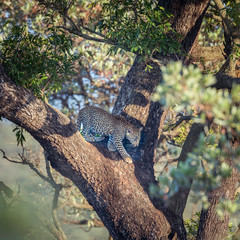 Leopard in Kruger National park, South Africa