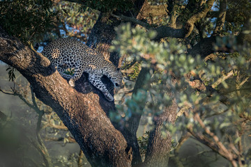 Leopard in Kruger National park, South Africa