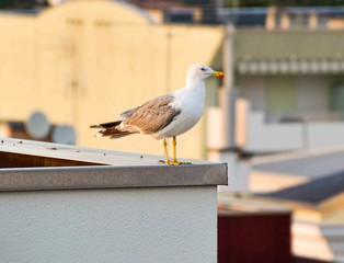 Möwe auf dem Dach in Bibione (Italien)