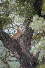 Leopard in Kruger National park, South Africa