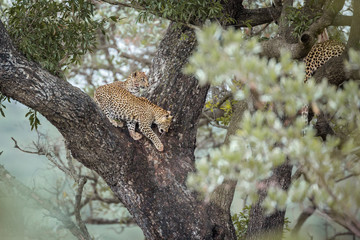 Leopard in Kruger National park, South Africa