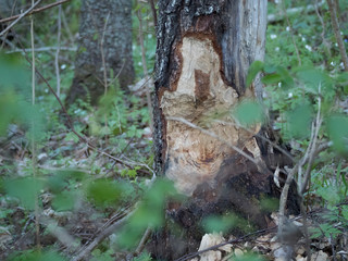 Tronc d'arbre rongé par un castor