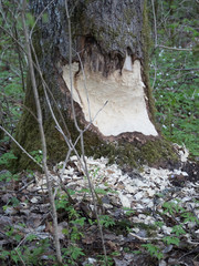 Tronc d'arbre rongé par un castor