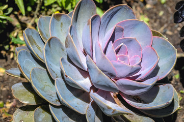 Echeveria evergreen succulent - variety called Perle von Nurnberg