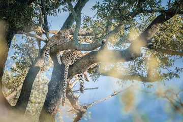 Leopard in Kruger National park, South Africa